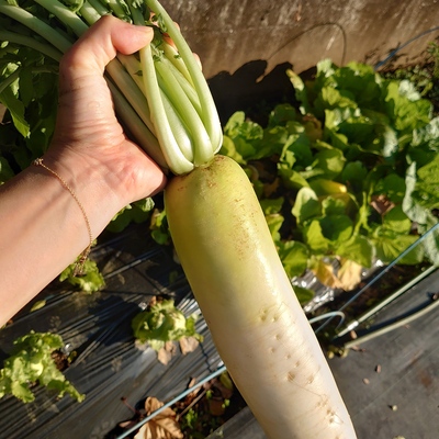 芸術祭 シェア畑コンテスト 22 投票 農業体験なら貸し農園 市民農園 のシェア畑