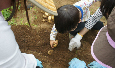 自分で野菜を収穫する経験、シェア畑でなら