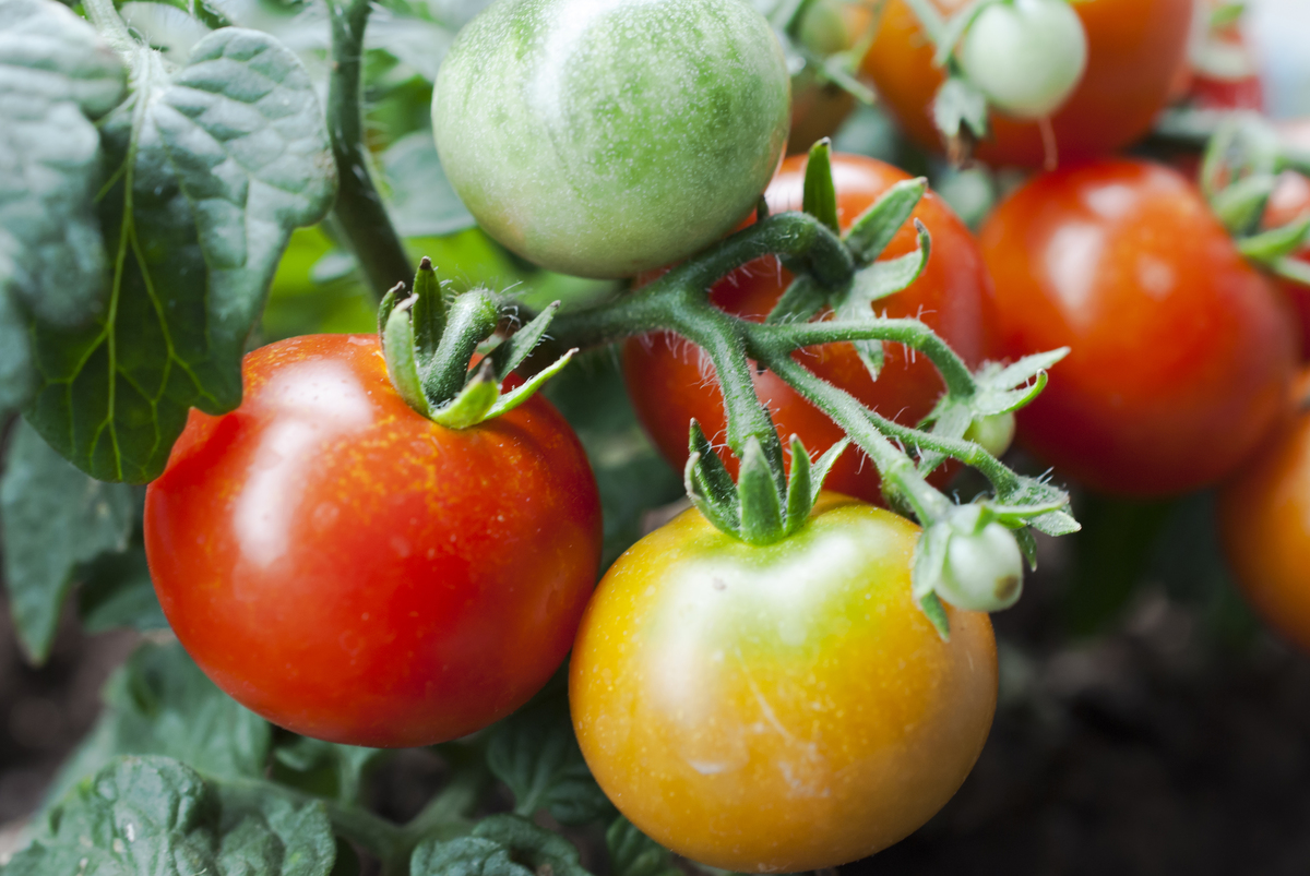【ミニトマトの育て方】カラフルトマトどのくらい知ってますか？夏の定番！ミニトマトをプランターで育ててよう！