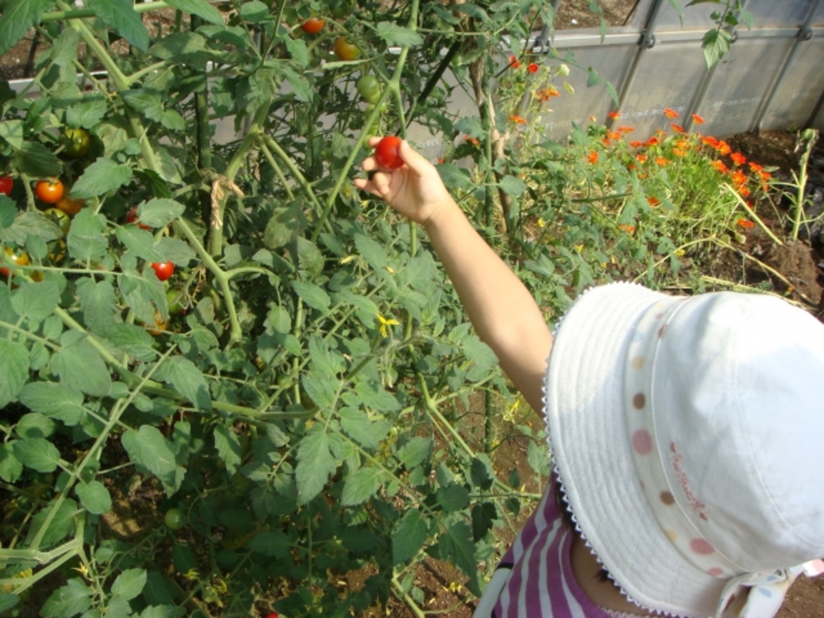【食育コラム】畑仕事で子供たちが変わる！？－野菜を育てることで育まれるもの、エディブル・スクールヤードの事例から－