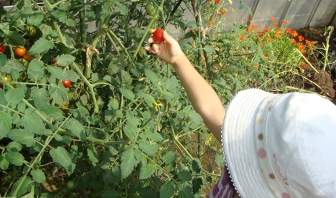 【食育コラム】畑仕事で子供たちが変わる！？－野菜を育てることで育まれるもの、エディブル・スクールヤードの事例から－