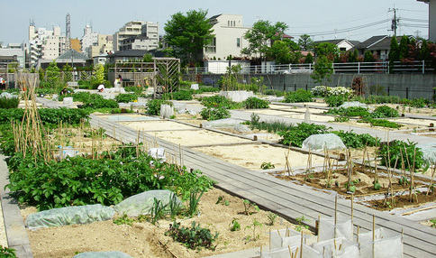多くのお野菜が育っています