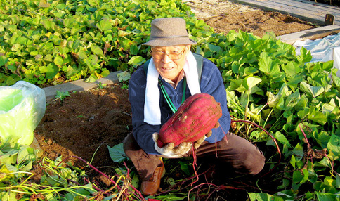 大きなお芋!このような野菜がたくさん取れます