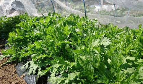 冬のお野菜の定番の春菊!
