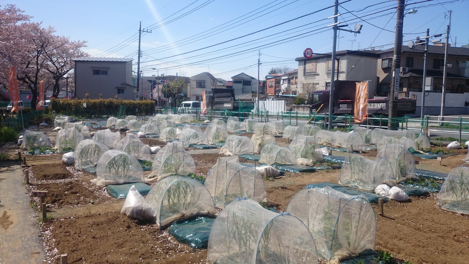 シェア畑 東武練馬