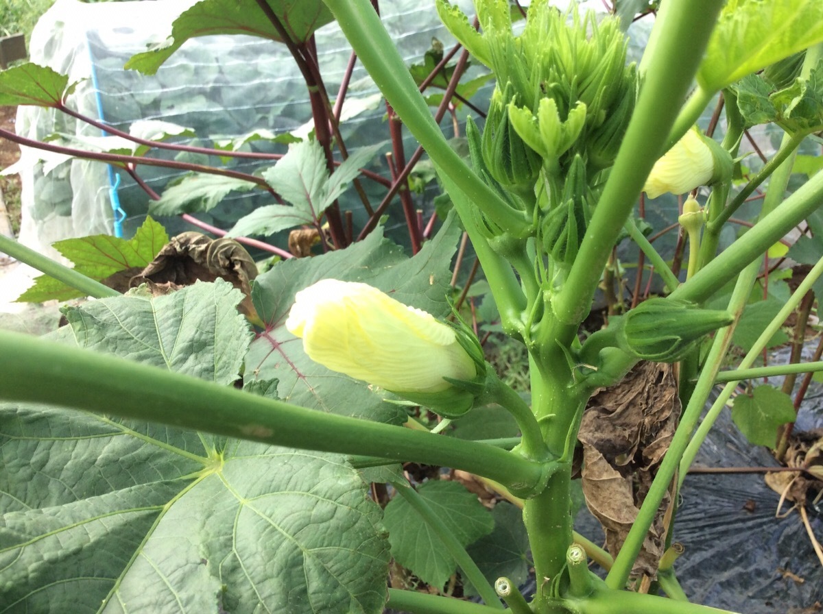 すくすくとお野菜が育っています