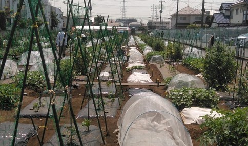 シェア畑仙川伊藤農園のようす2
