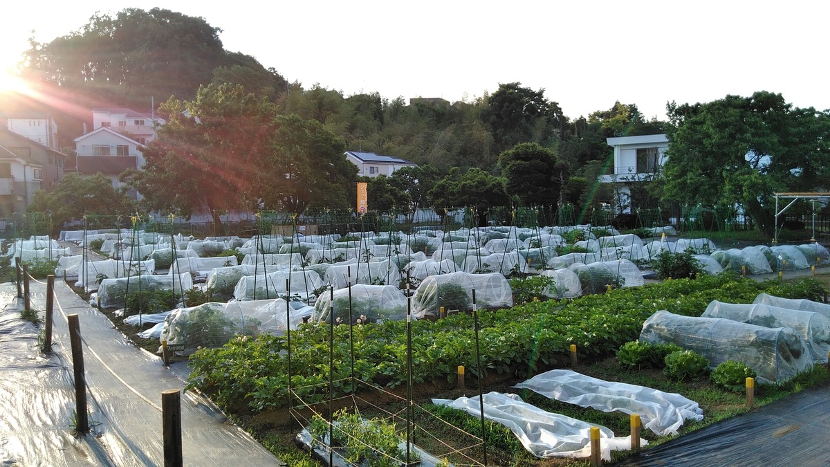 農業」と聞いてどんな風景を想像しますか⁉ - みんなのブログ | 体験農園なら貸し農園（市民農園）のシェア畑