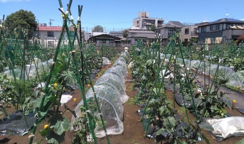 初夏のようす