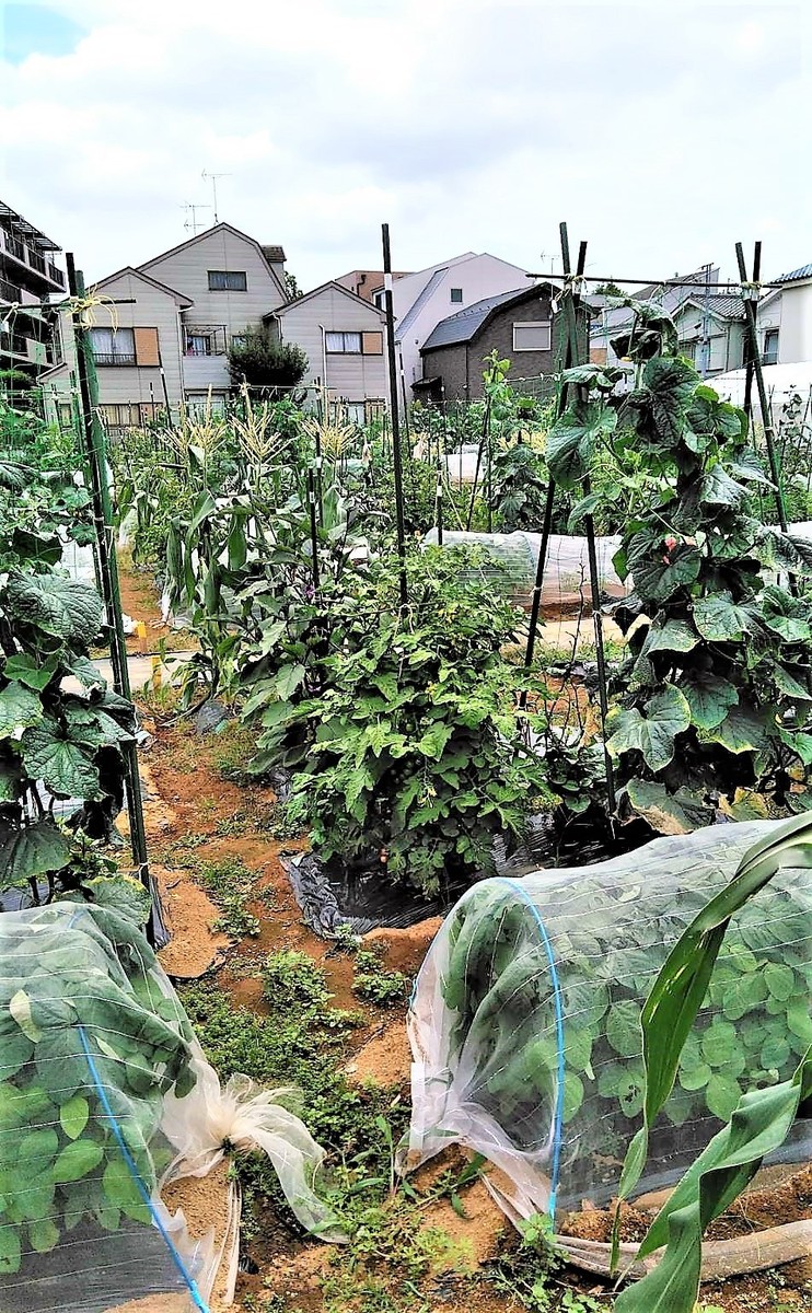 シェア畑 足立青井(足立区) | 体験農園なら貸し農園（市民農園）のシェア畑