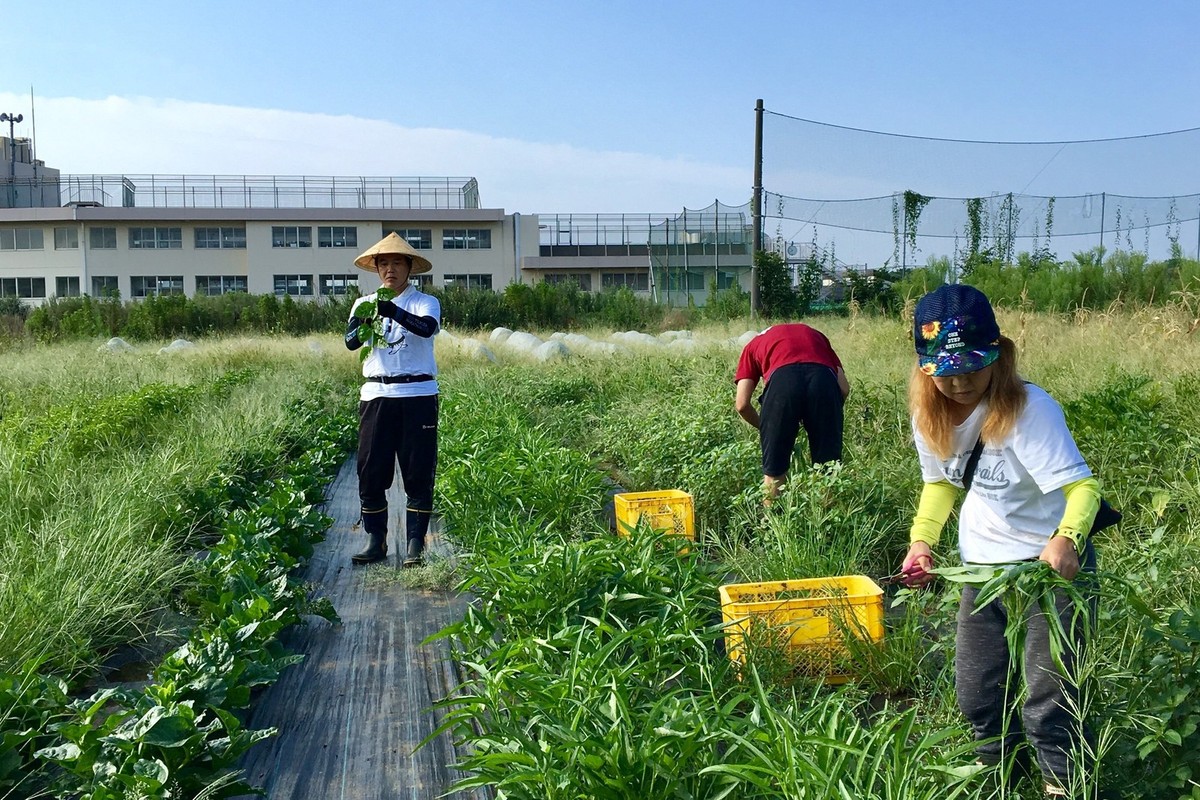 畑を借りて野菜を作ろう 市民農園ライフ/日経ＢＰ企画/藤田智 - 住まい