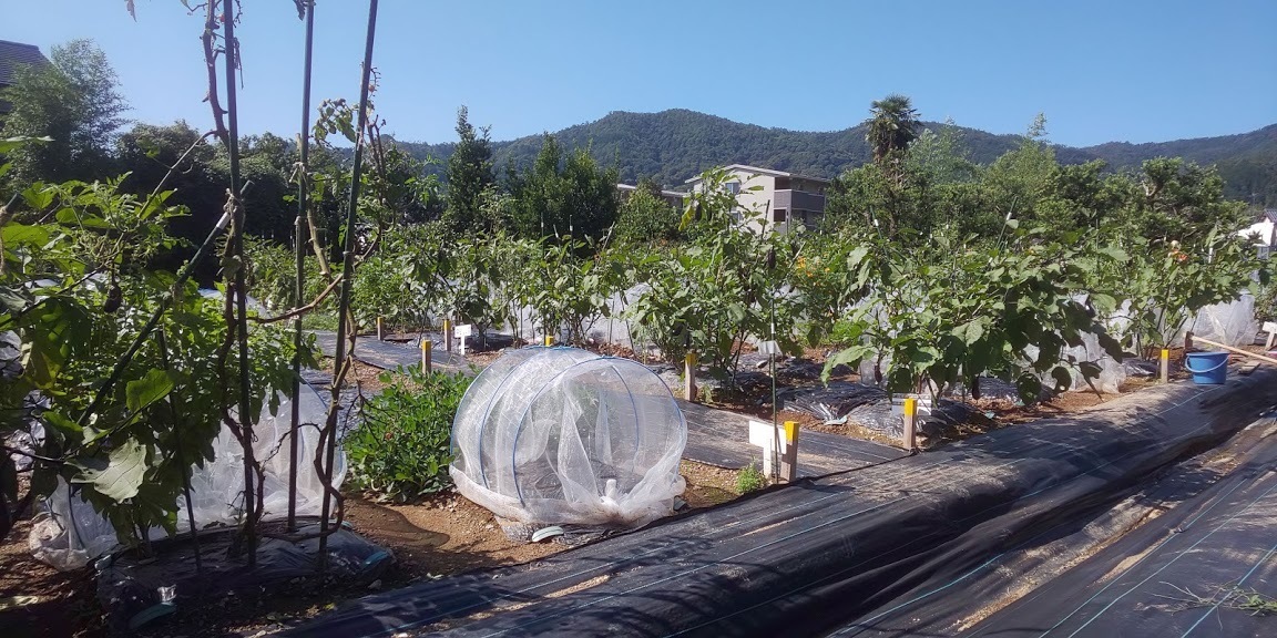 シェア畑 嵯峨嵐山