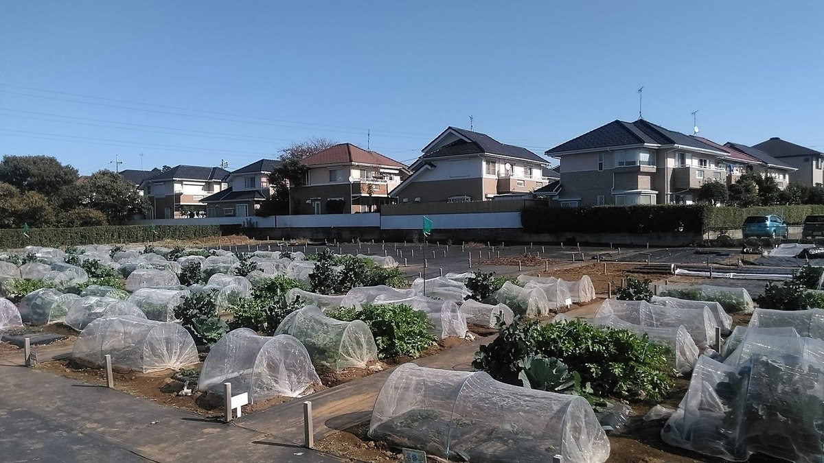 冬野菜は防虫ネットで覆います!