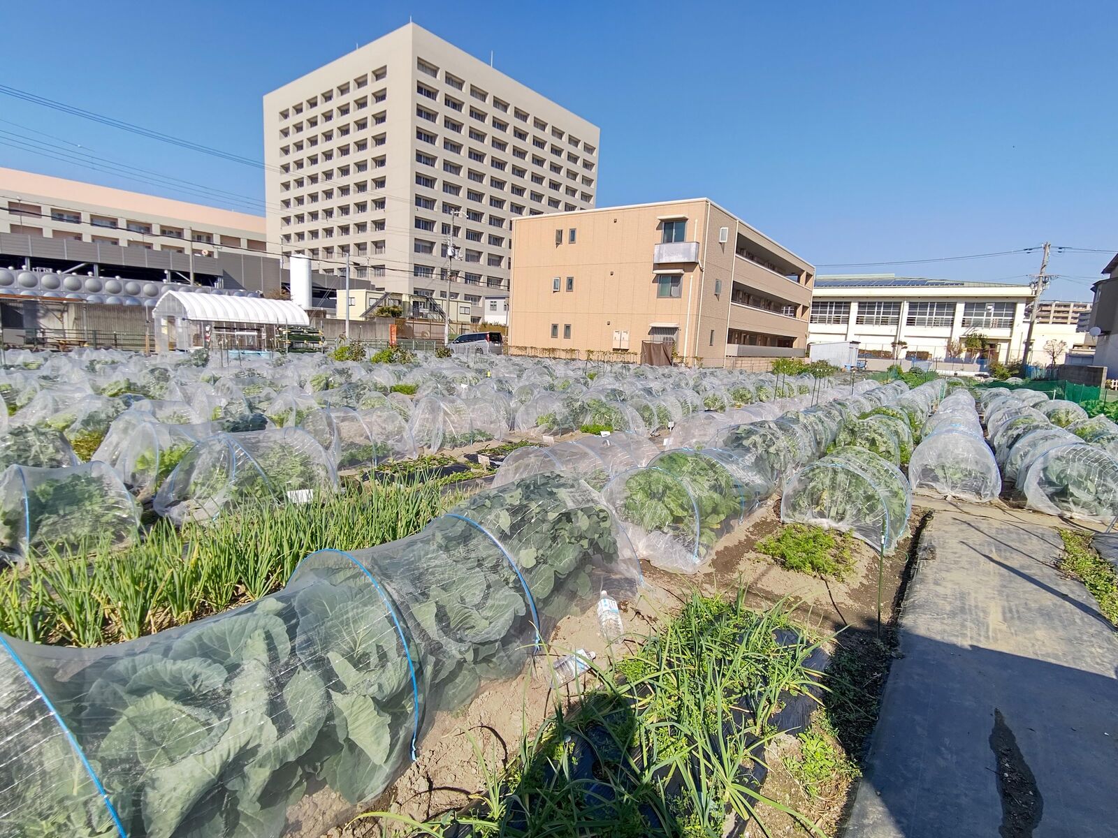 シェア畑 長居公園