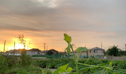 シェア畑 大泉学園