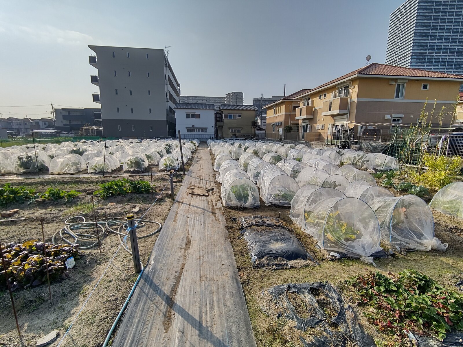 シェア畑 八尾久宝寺