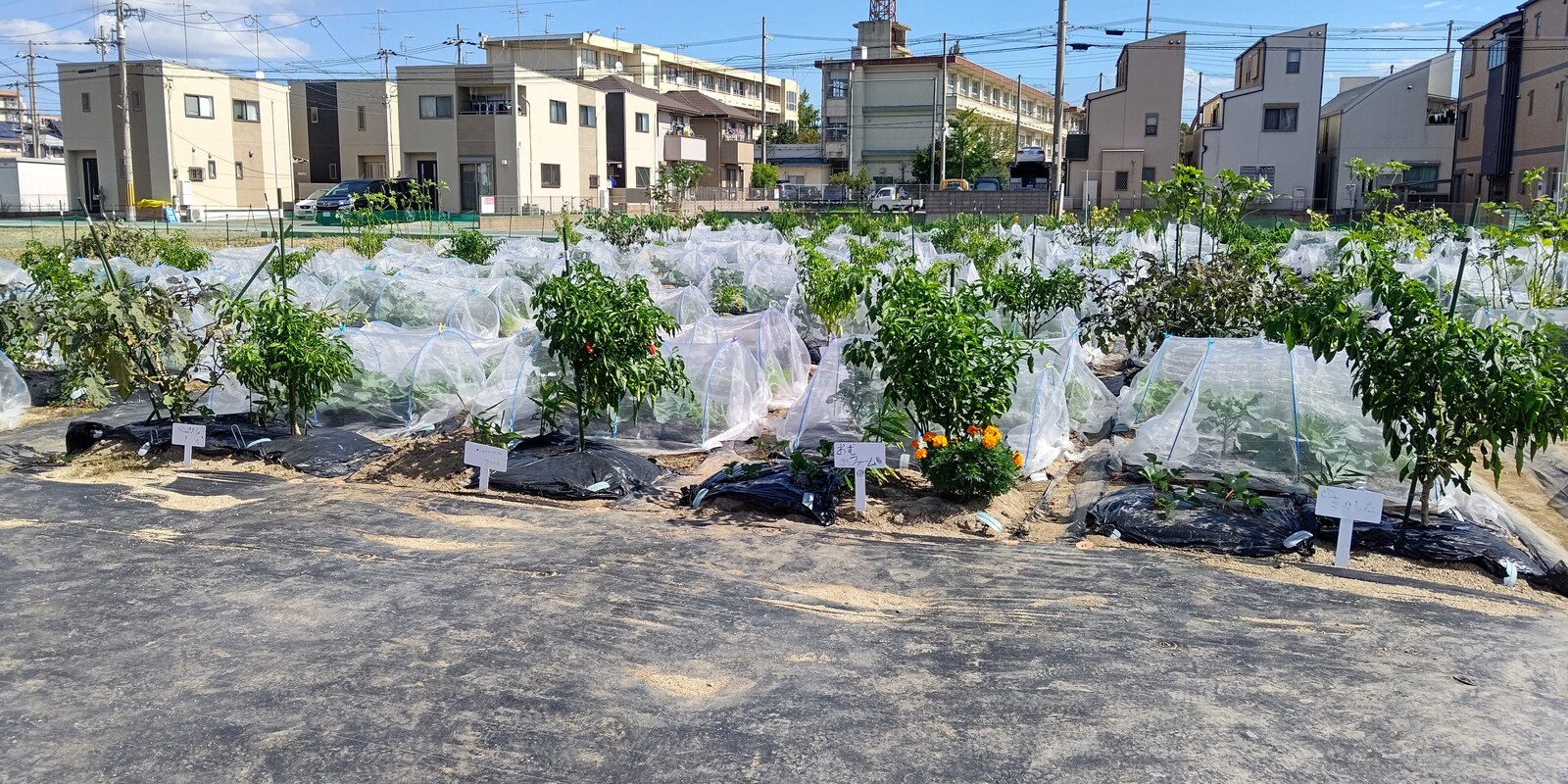シェア畑 甲東園