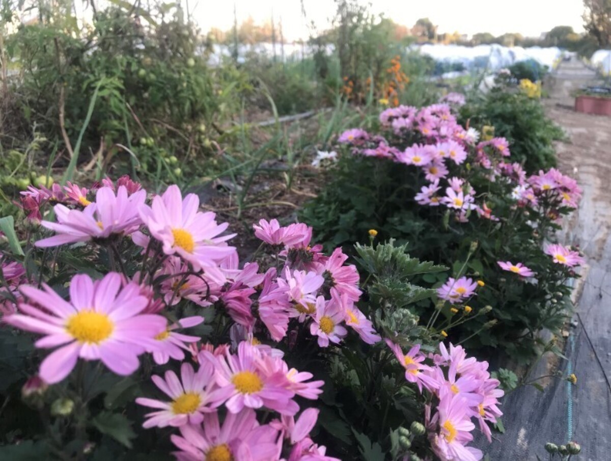 沢山のお花がお出迎えします!