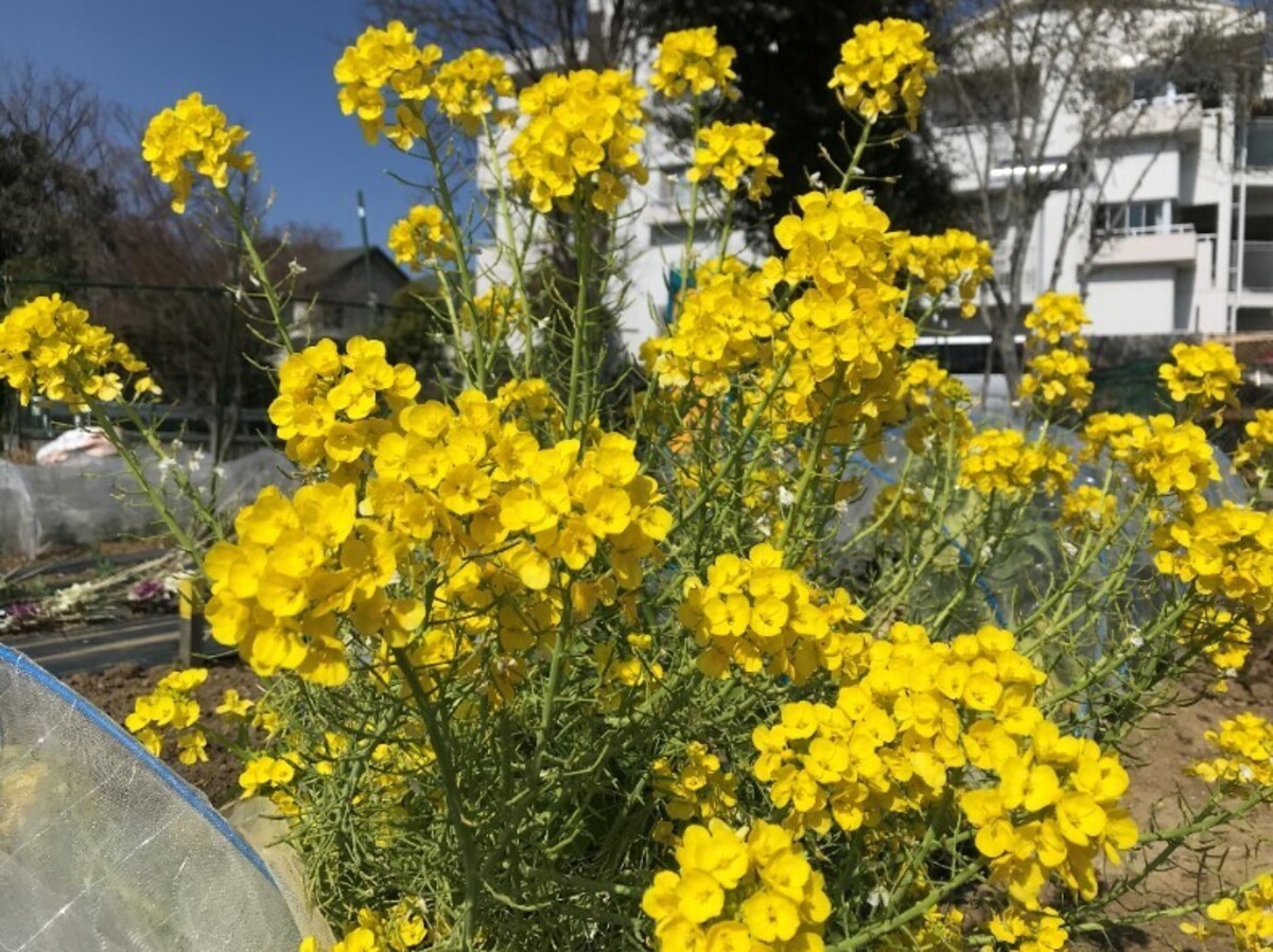 沢山のお花がお出迎えします!
