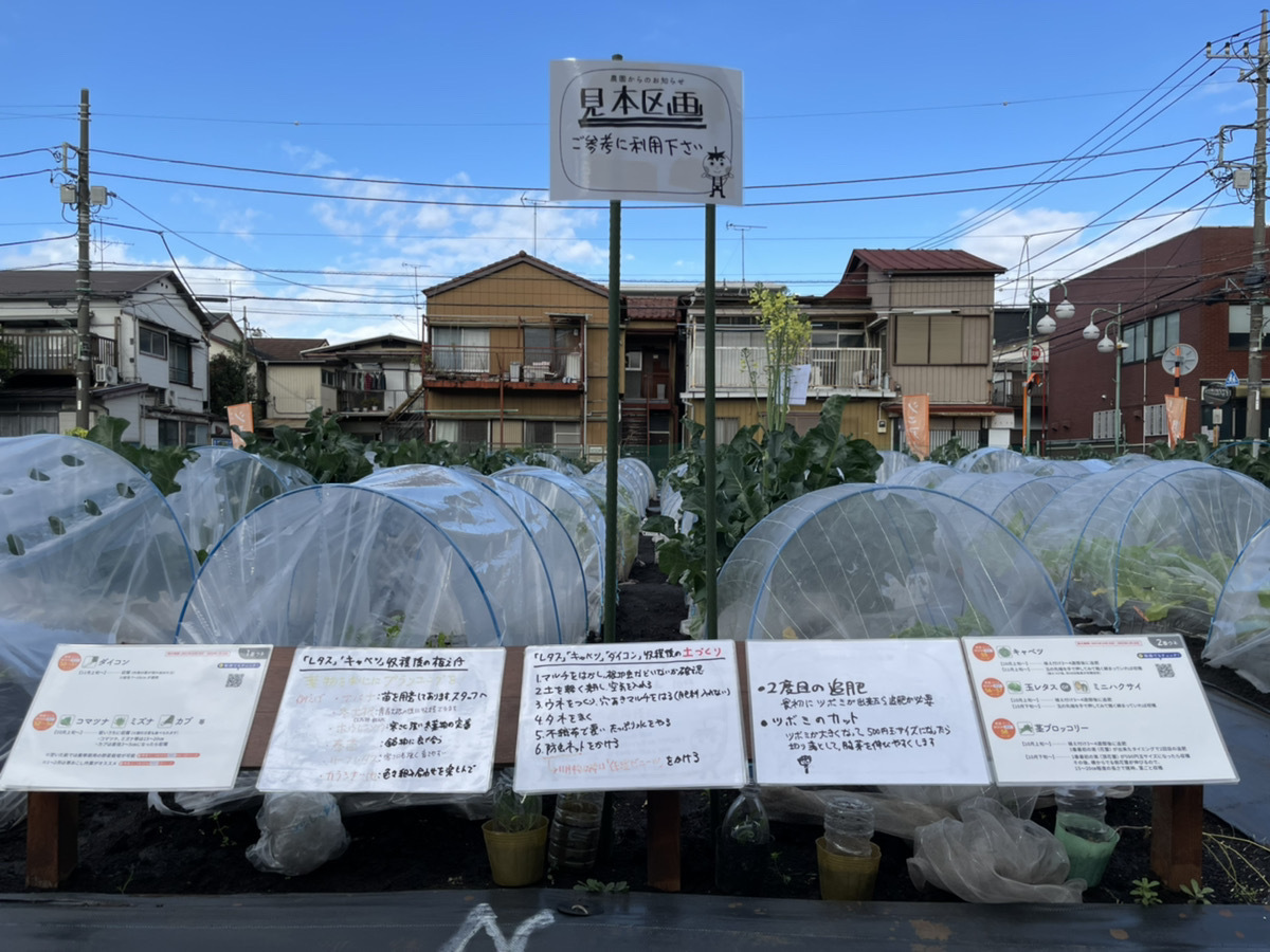 野菜のお世話の見本区画