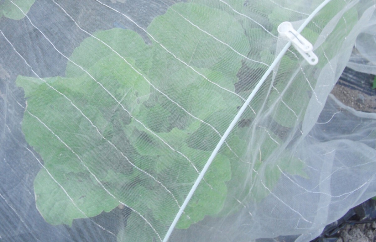 白菜害虫予防のネット