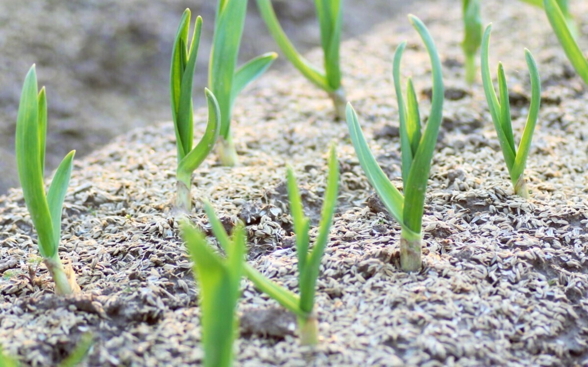 にんにく苗 12苗 抜き苗 ニンニク 有機肥料栽培 にんにく苗 12苗 抜き苗 ニンニク 有機肥料栽培