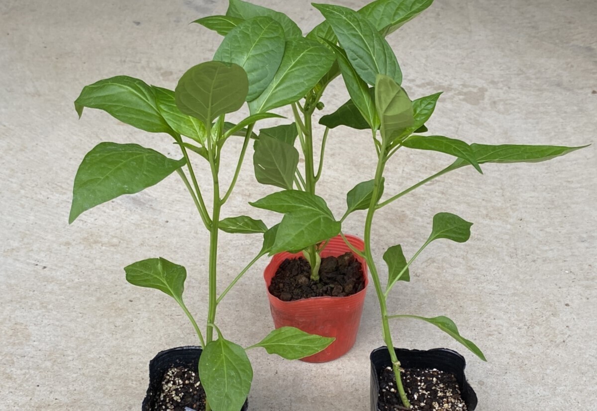 ピーマンページ ピーマン｜うま旨野菜苗 タキイの特選野菜苗｜タキイ種苗株式会社