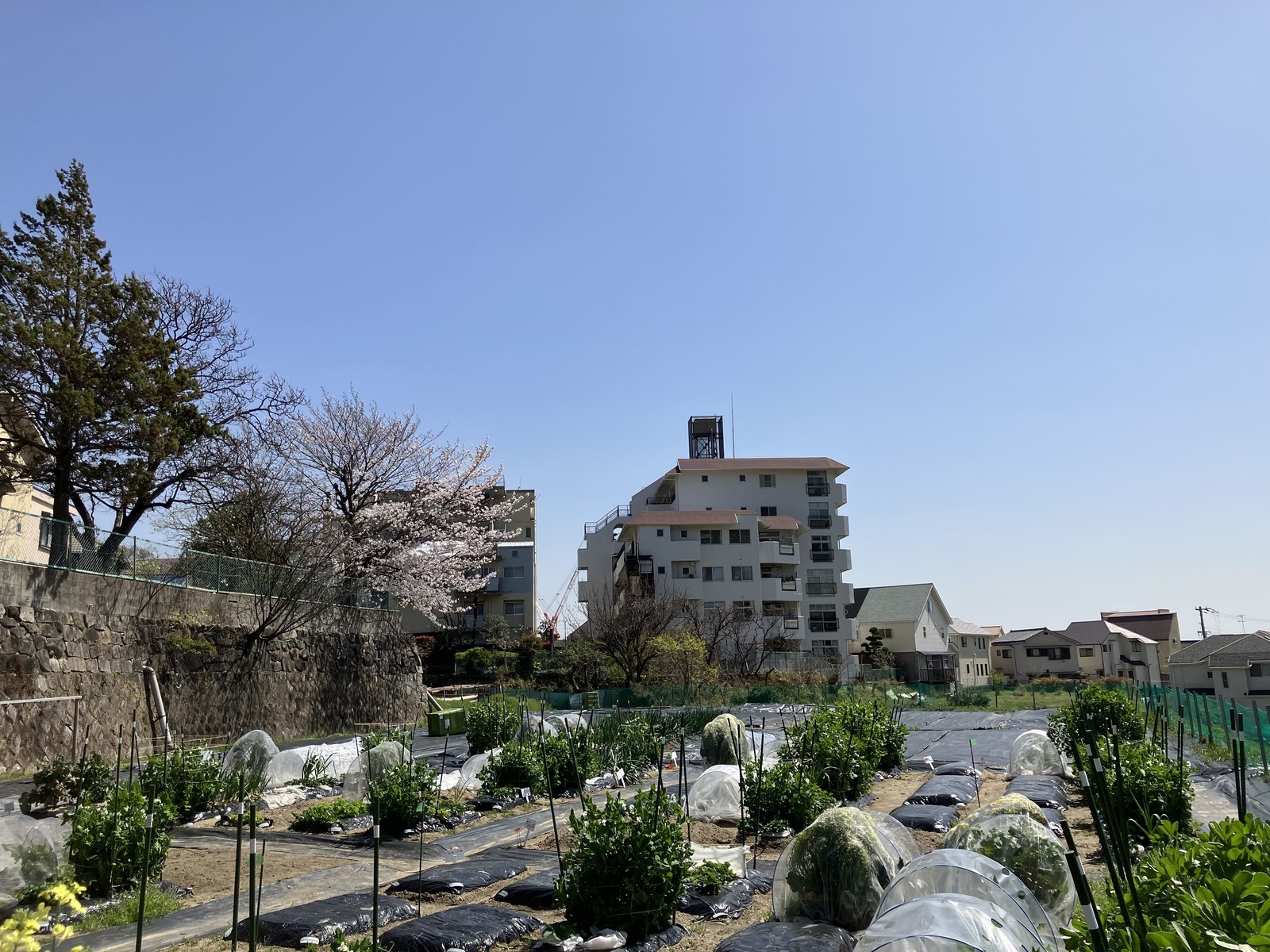 シェア畑 甲陽園