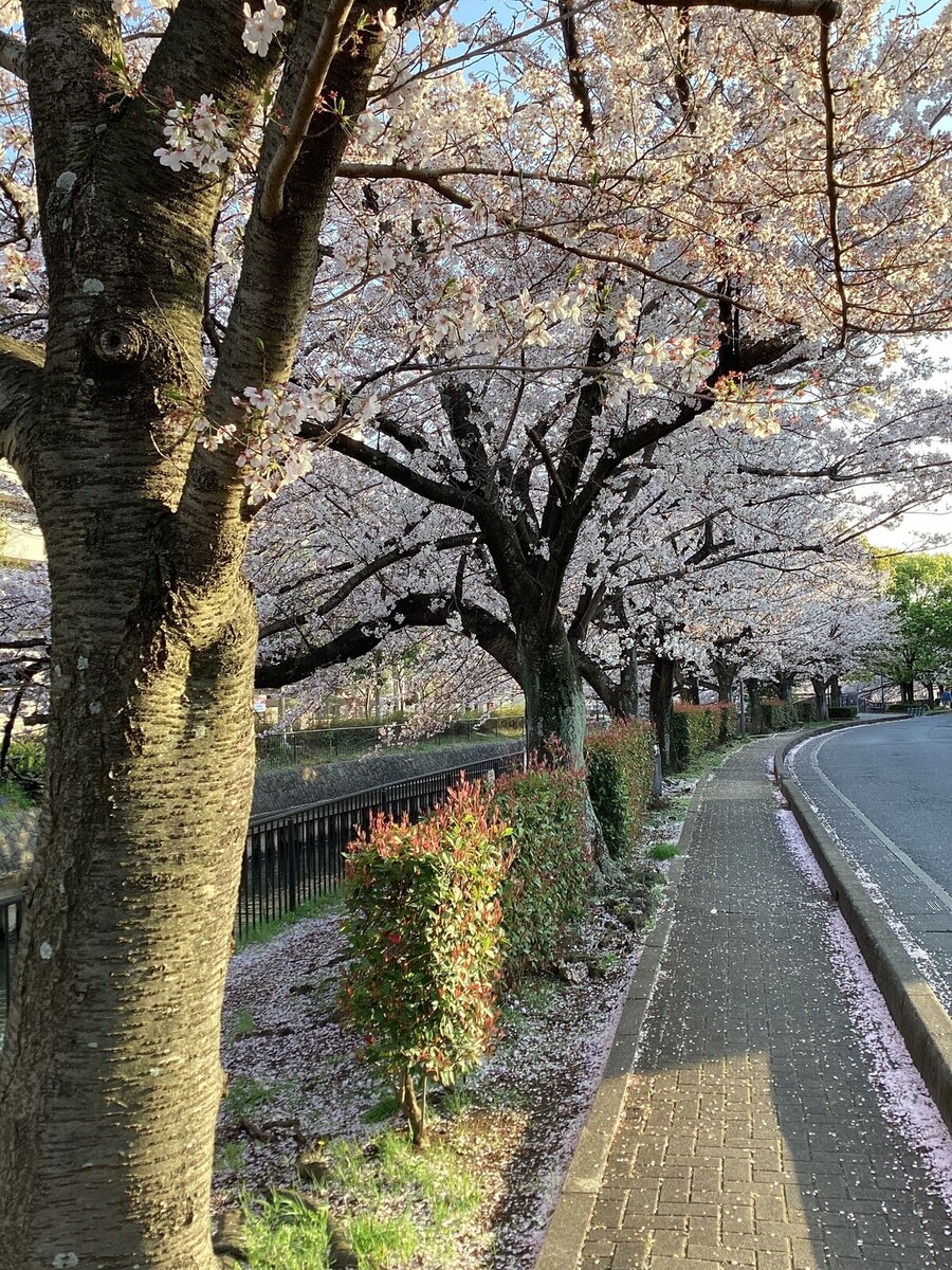 農園近くバス停の桜です！