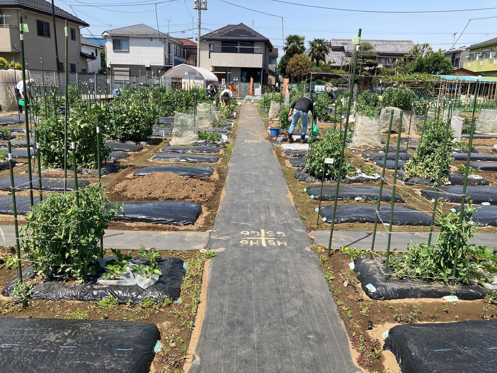 シェア畑 板橋赤塚