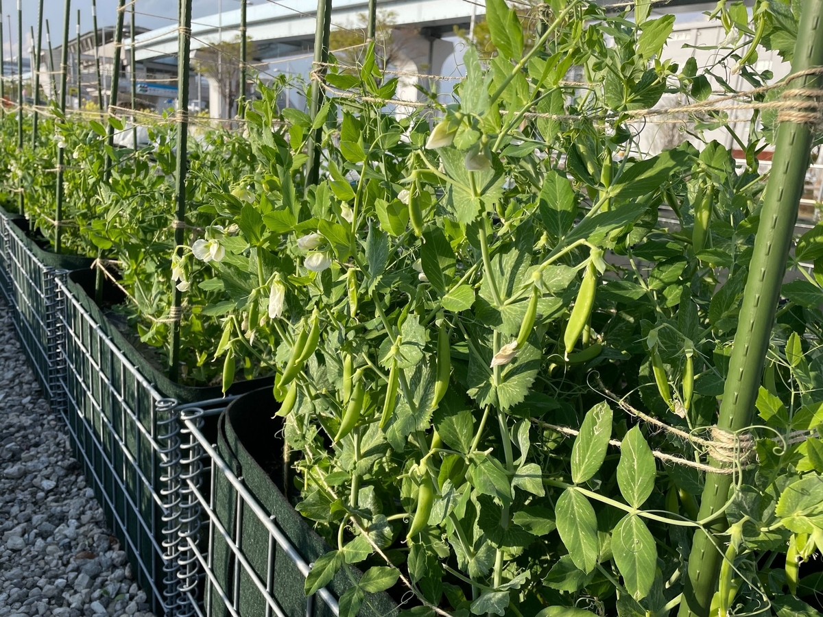 畑貸します。家庭菜園に 約100坪 - 栃木県のその他