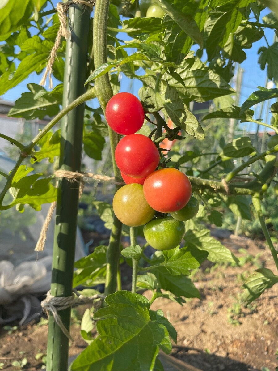トマトも沢山収穫できます