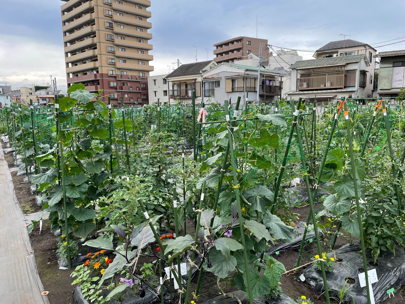 シェア畑 蒲田