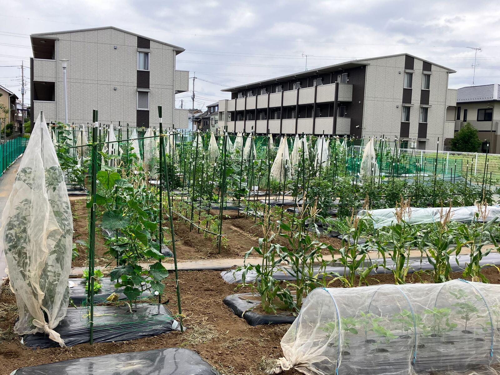 シェア畑 草加