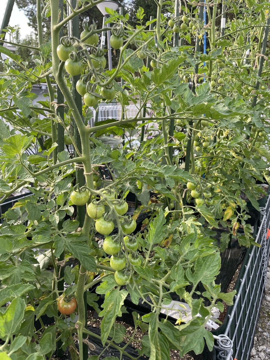 下北沢　ミニトマトも成長中！