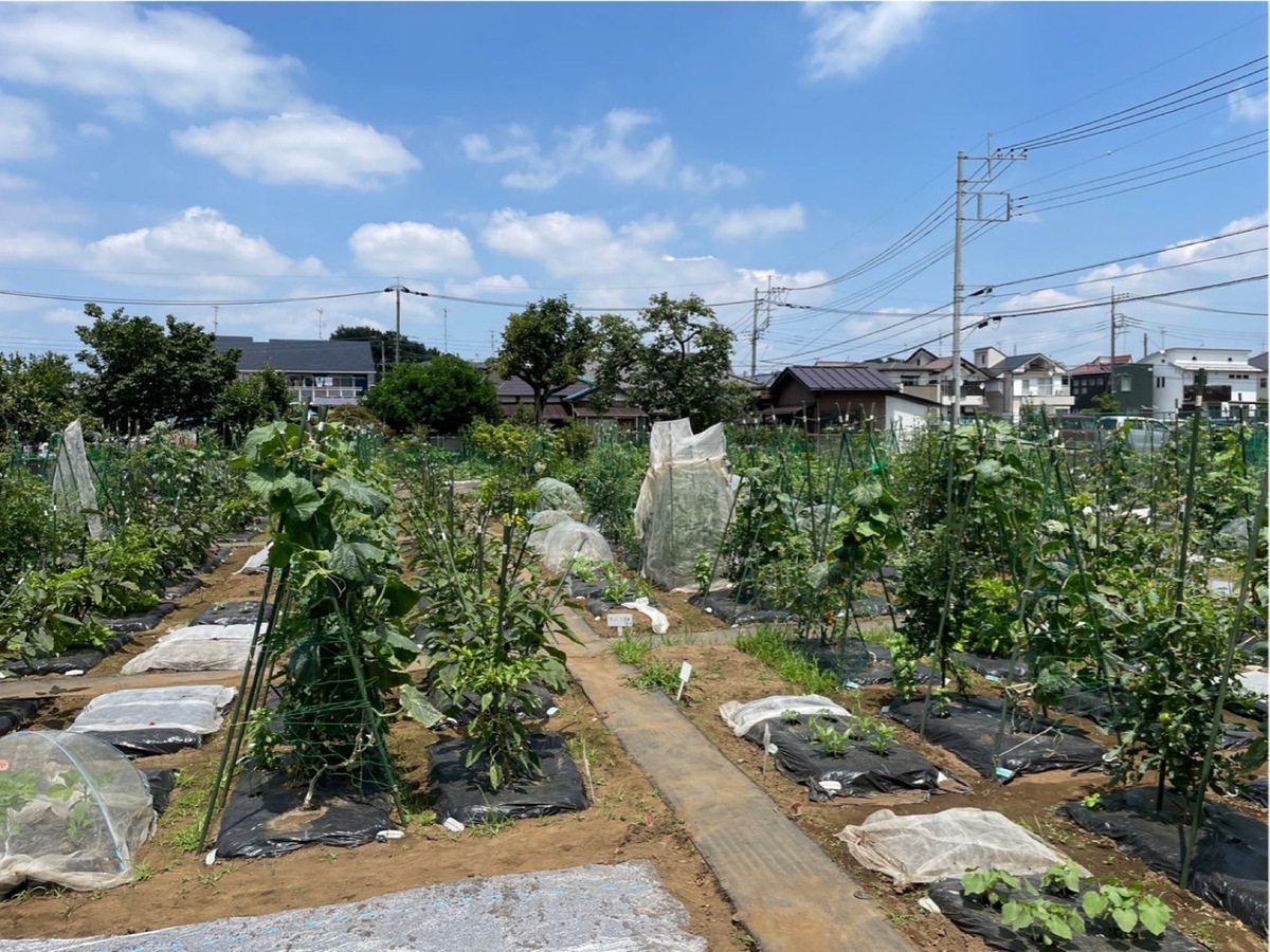 畑貸します。家庭菜園に 約100坪 - 栃木県のその他