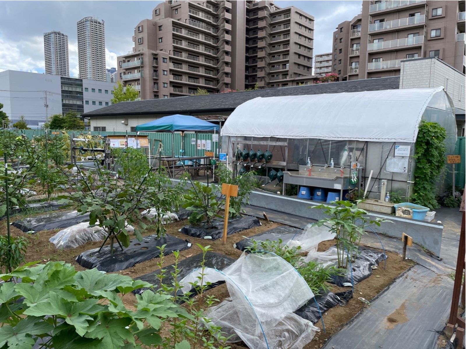 シェア畑 武蔵小杉