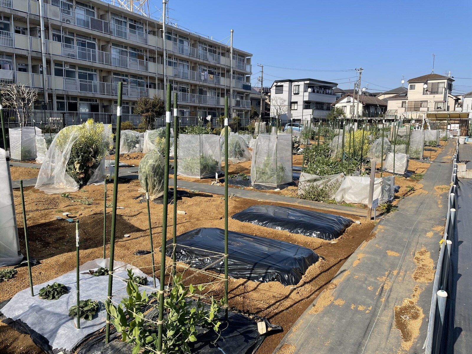 シェア畑 等々力緑地