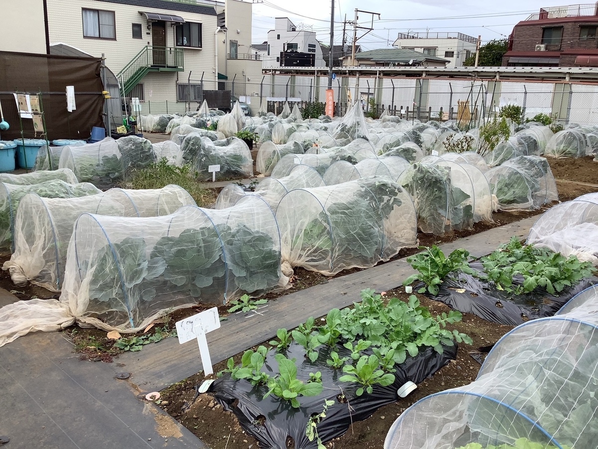 シェア畑 三軒茶屋(世田谷区) | 体験農園なら貸し農園（市民農園）のシェア畑