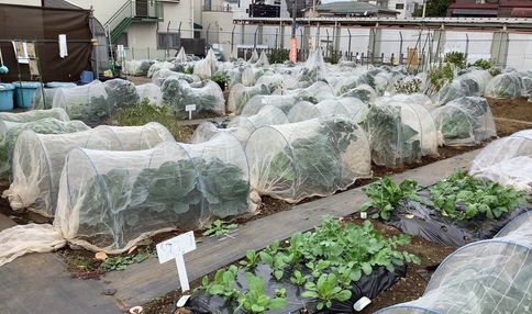 シェア畑 三軒茶屋