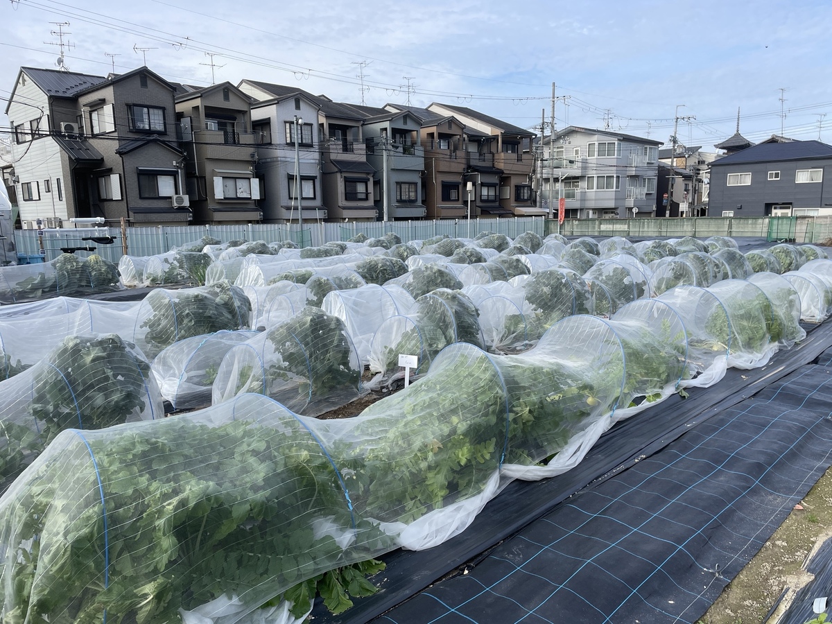 シェア畑 東寺(京都市) | 体験農園なら貸し農園（市民農園）のシェア畑