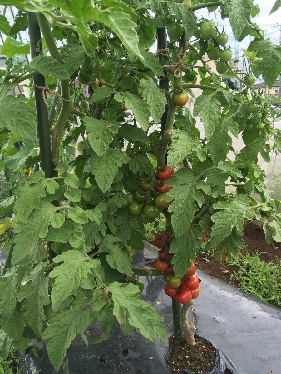 ミニトマトが栽培できます