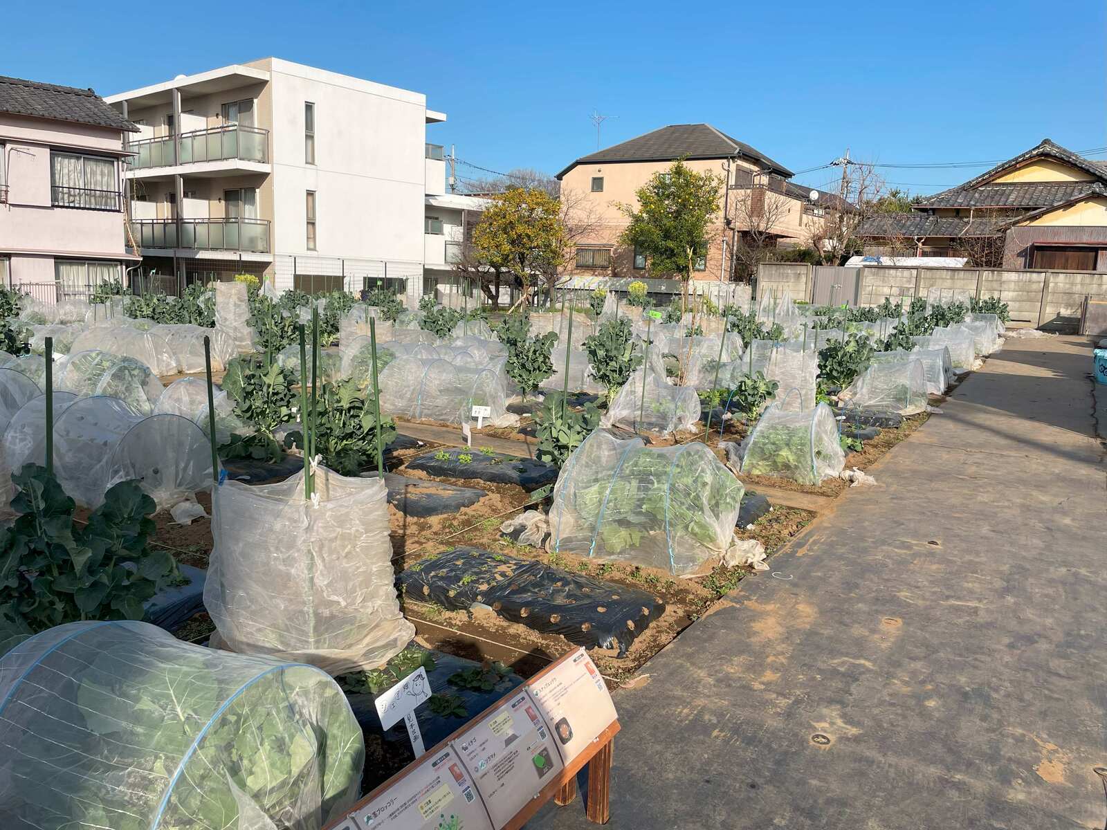 シェア畑 練馬平和台