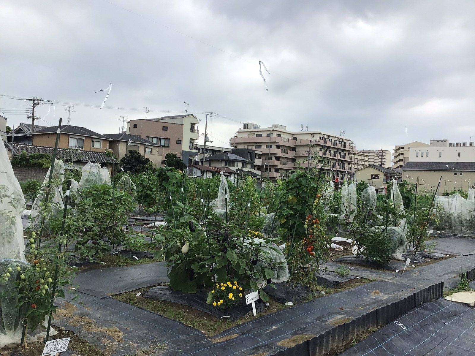 シェア畑 長居南