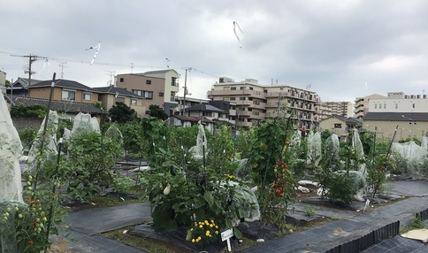 シェア畑 長居南