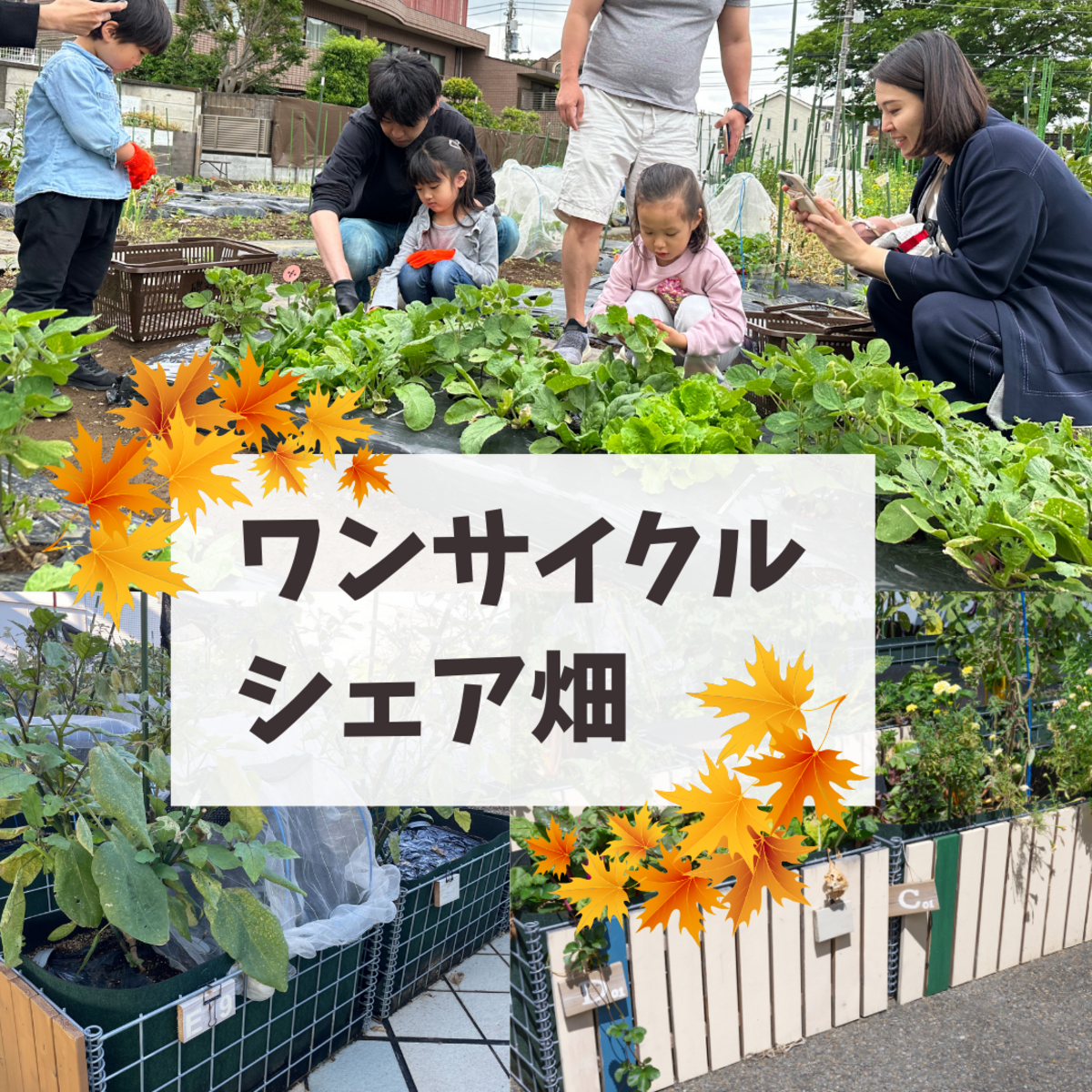 3ヶ月で5種類の野菜を収穫！子どもと楽しむ短期プログラムが10月からスタート