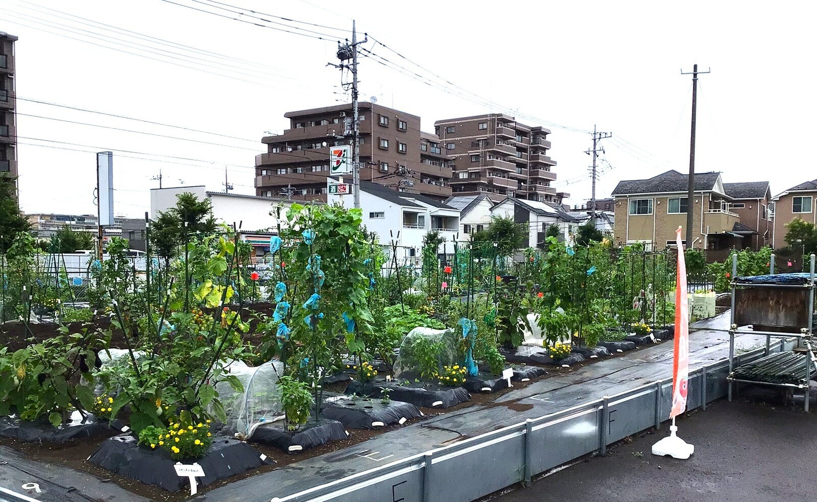 シェア畑 竹ノ塚