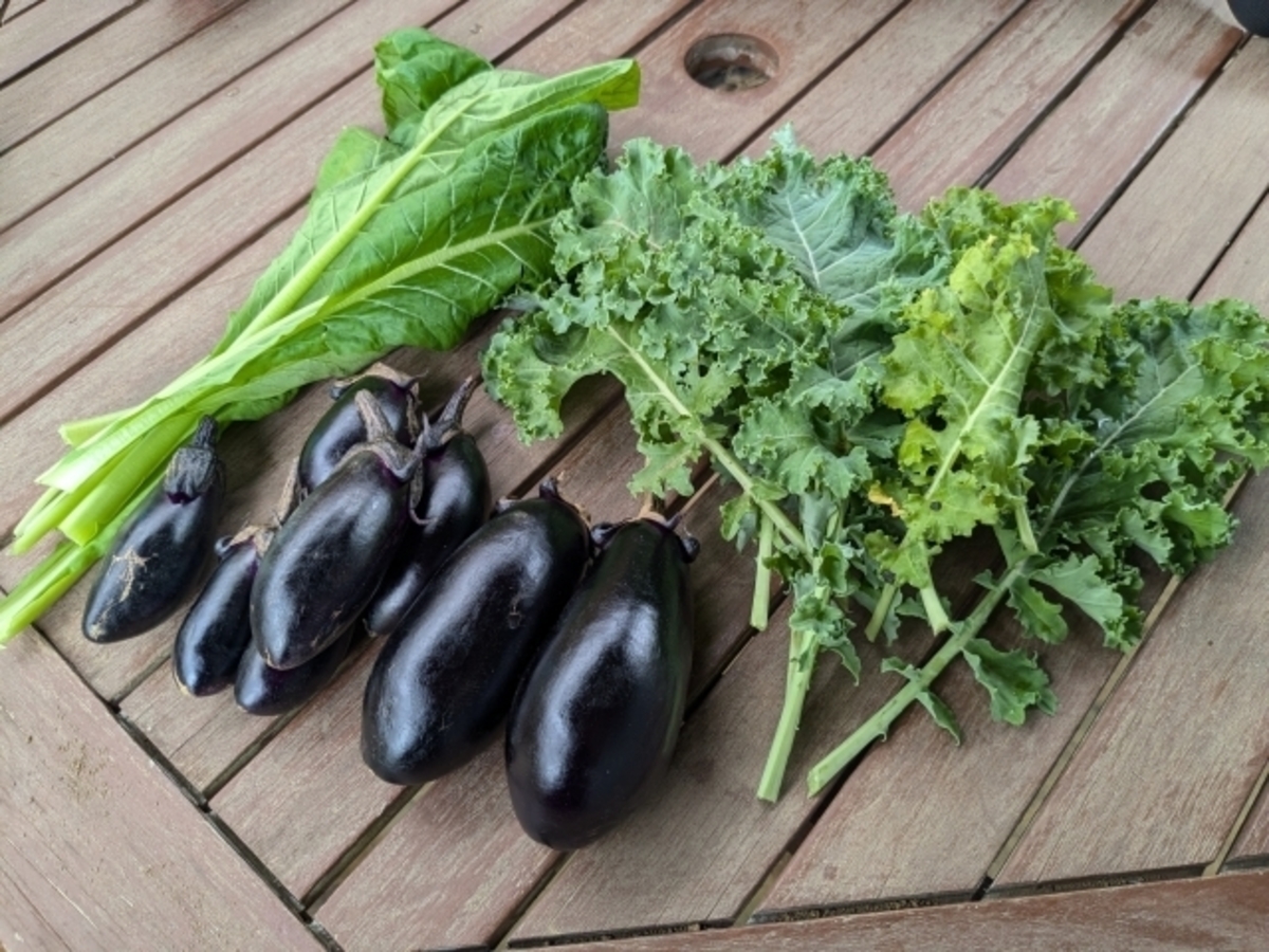 初心者向けの野菜の育て方