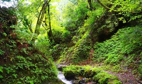 暮らしに「緑」をプラス！植物を育てて心豊かな毎日を