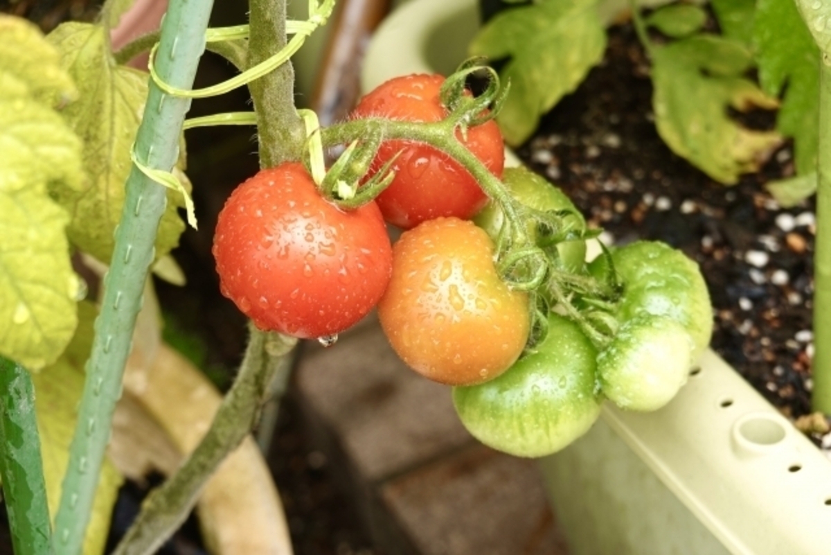 初心者が陥りがちな野菜作りの失敗例と対策まとめ